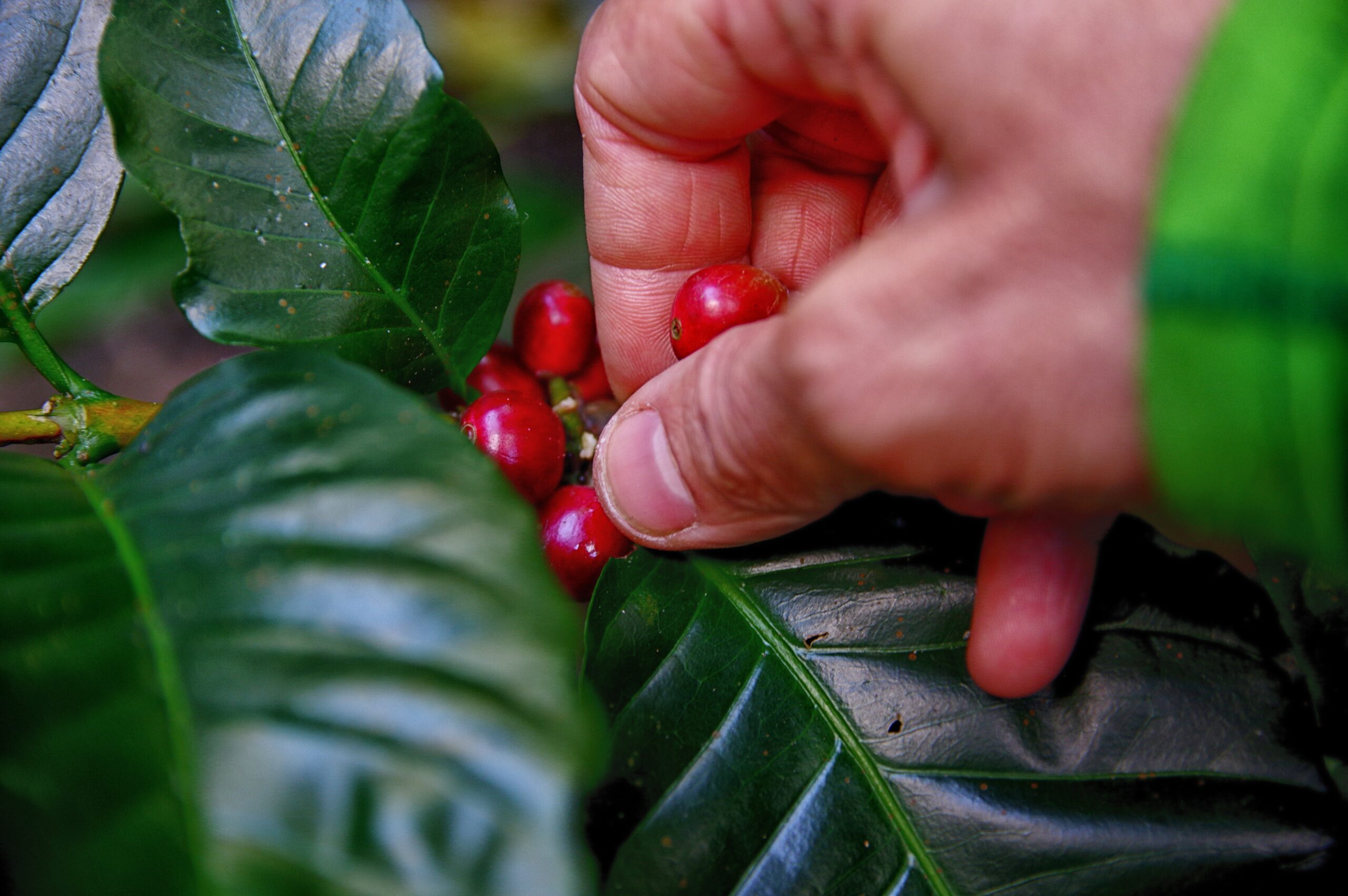 pexels-bayawe-coffee-nomad-1187761